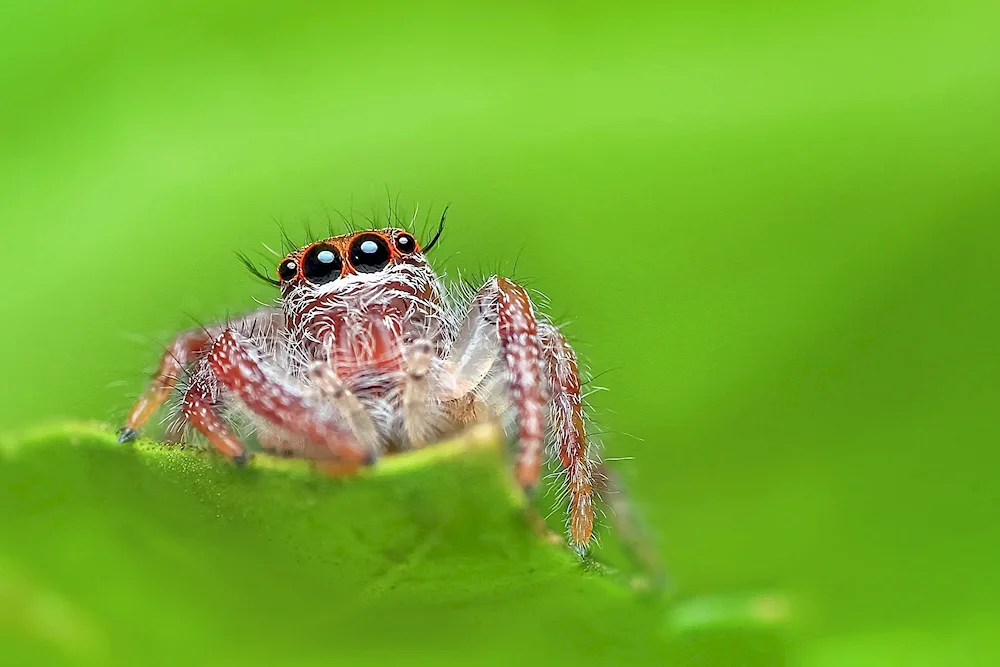 Phidippus Audax