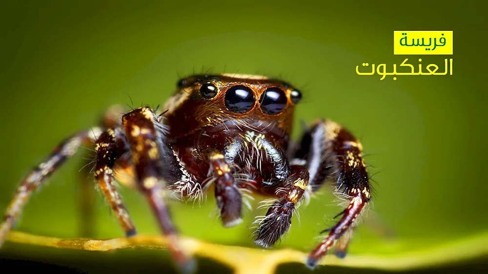 Phidippus Audax