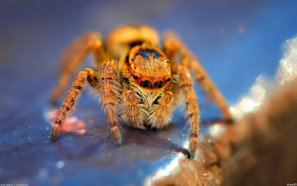 Albino tarantula