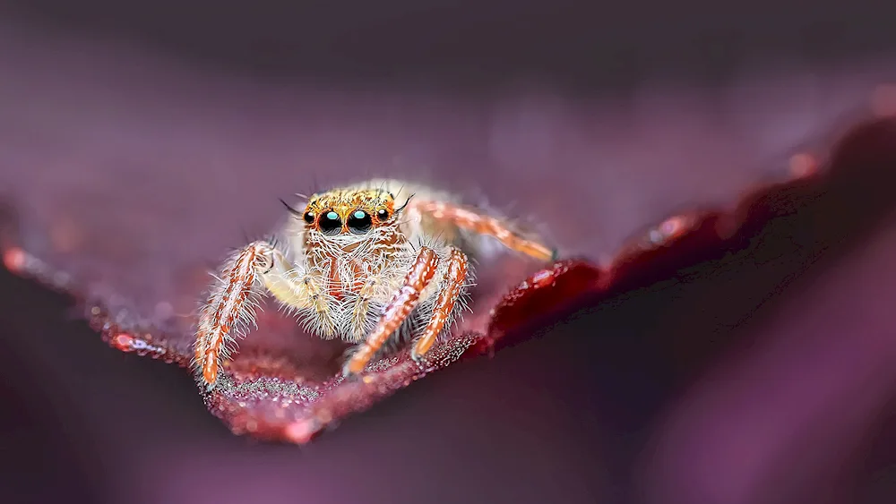 Phidippus Audax