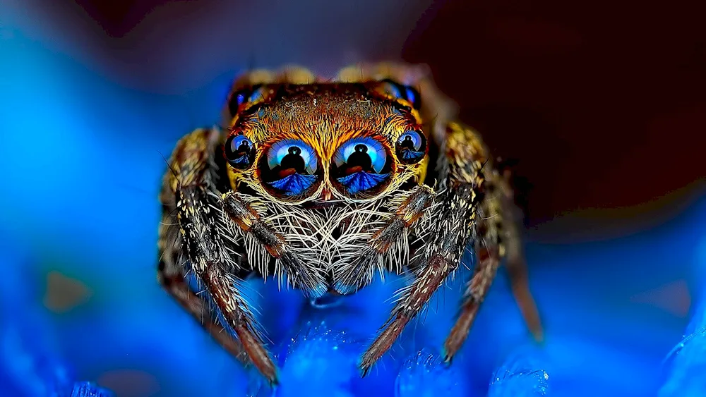 Rock Tarantula