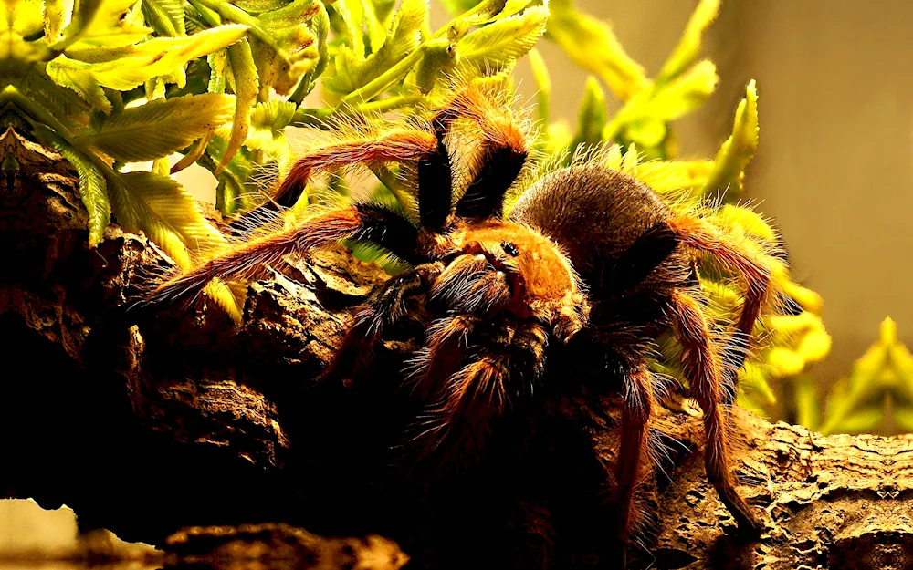 Araneus spider web