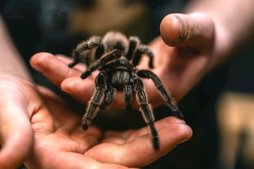 Tarantula