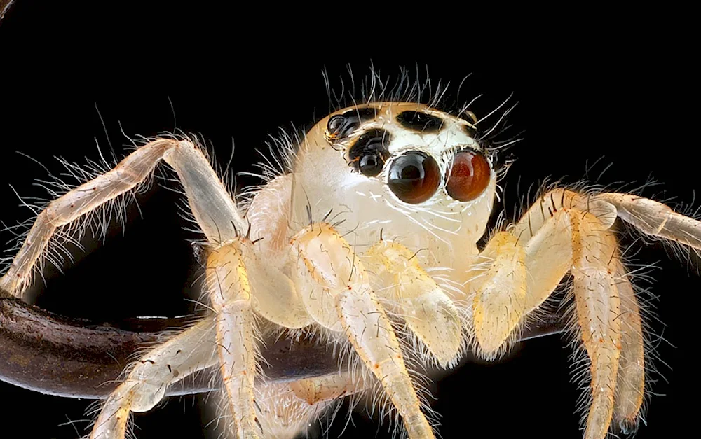 Crestovician Siberian spider Siberian