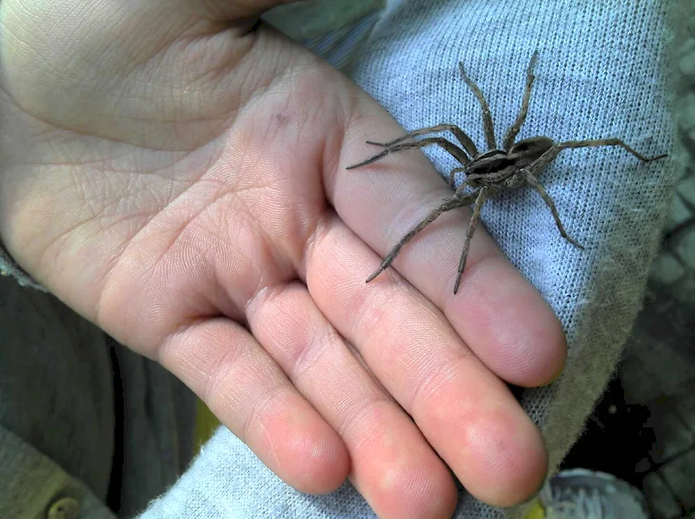 Wolf spider Krasnodar region