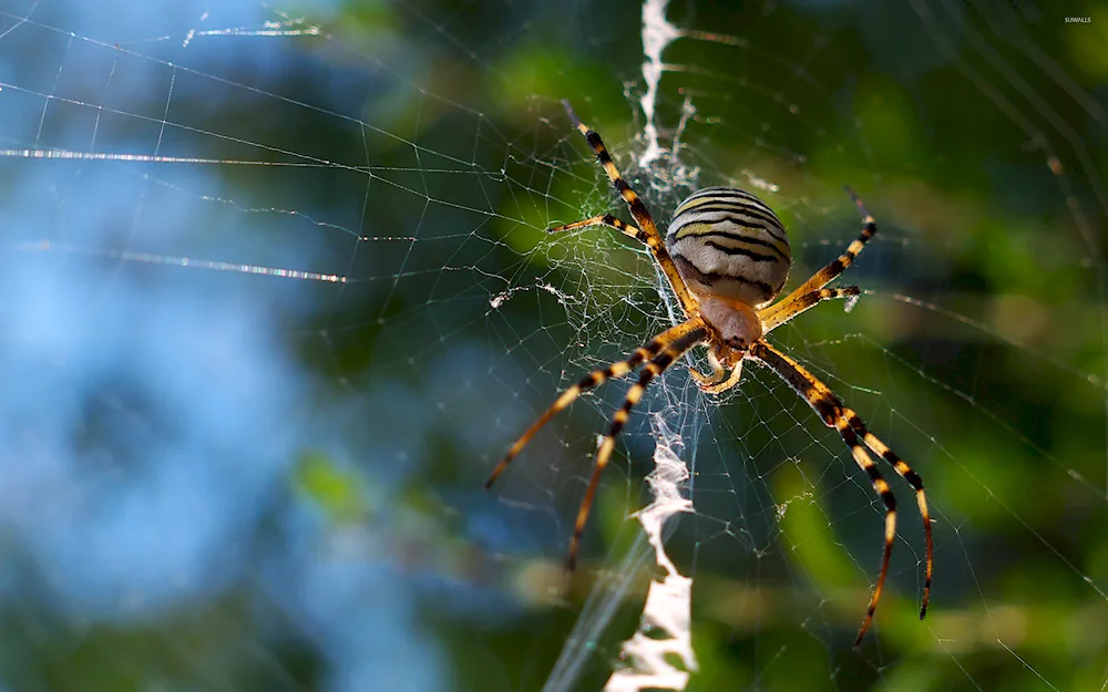 Zebra Argiope spider