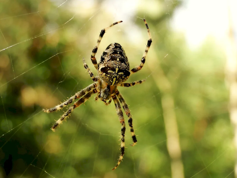 Argiope spider