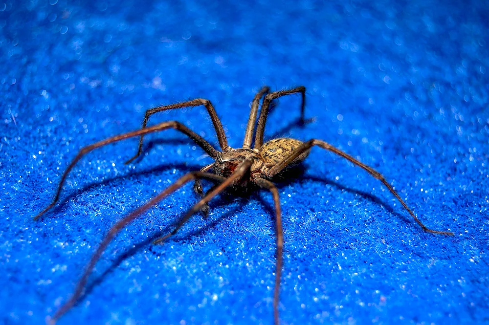 Poisonous wolf spider