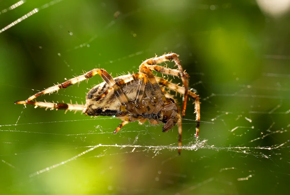 Araneus diadematus crucifix spider