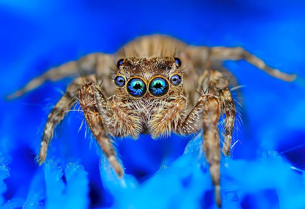 Паук- Peacock Maratus volans