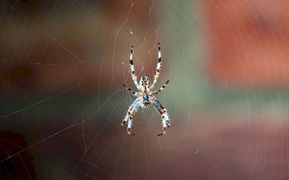 Goliath's spider web