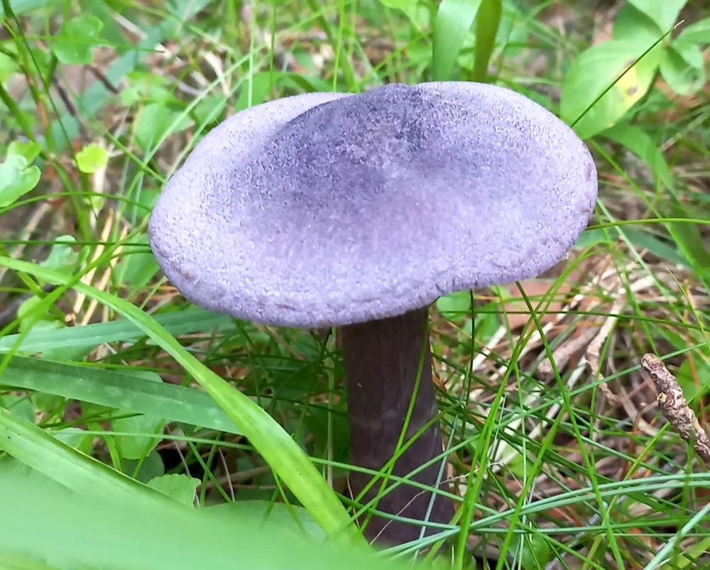 Blue mushroom Kuzbass rowan mushroom