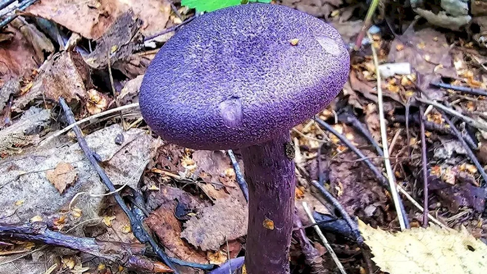 Sinyushka mushroom