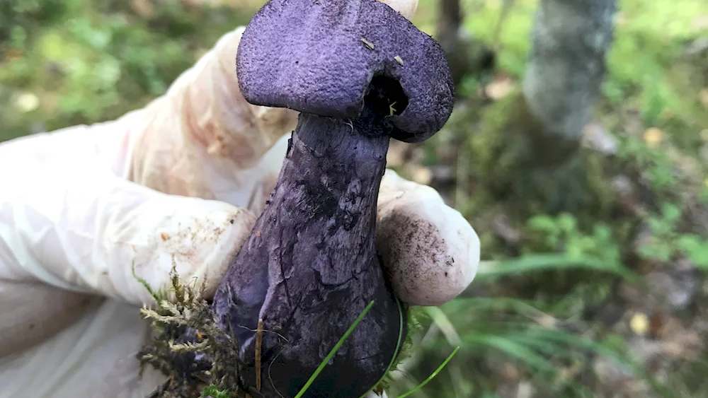 Mokrukha spruce mushroom