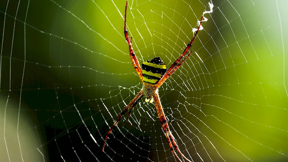 The spider phalanx spider. Bagheera kiplingi