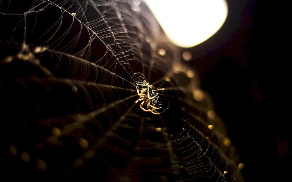 Tarantula spider