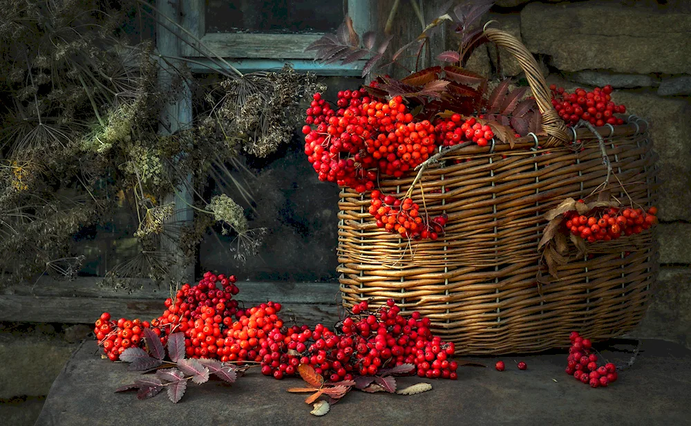 Autumn berries