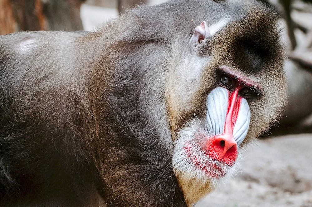 baboon baboon baboon baboon baboon baboon baboon mandrill baboon mandrill baboon baboon hamadril