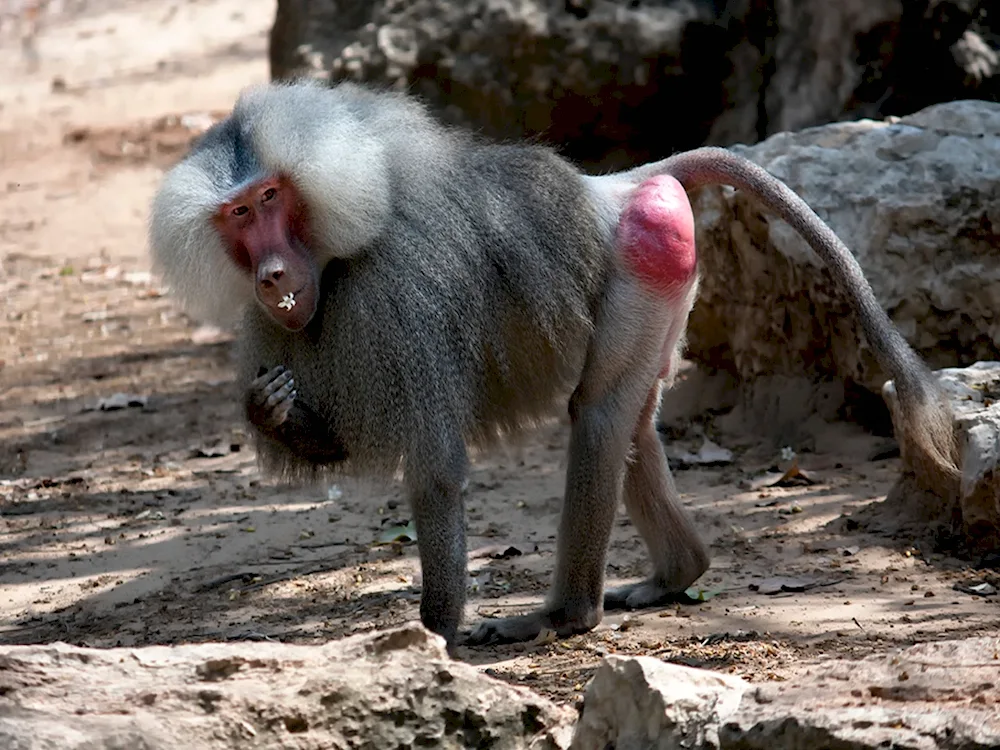 Pavian hamadril Baboon