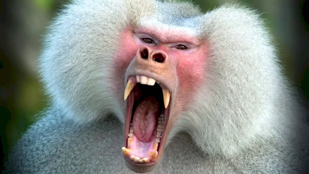 Baboon mandrill