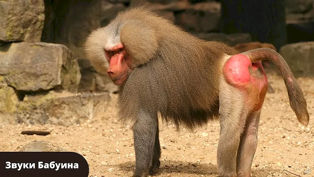 Pavian Mandrill