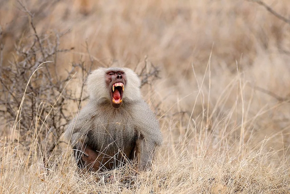 Baboon Mandrill