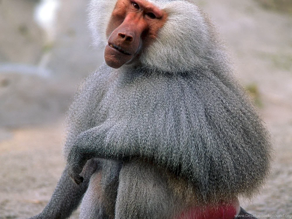 Pavian baboon