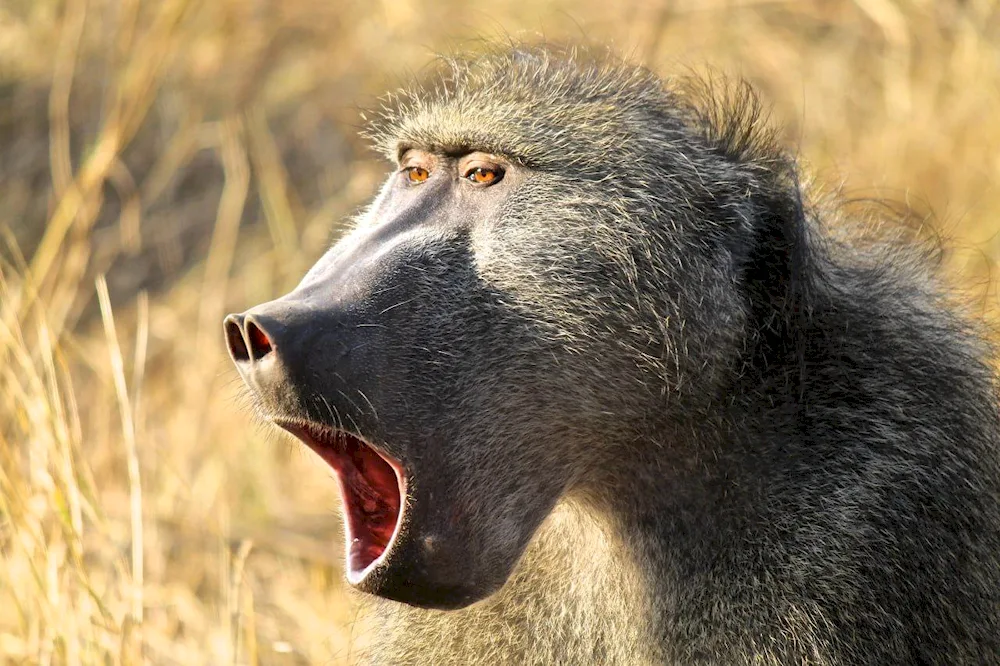 Pavian baboonMandrilla