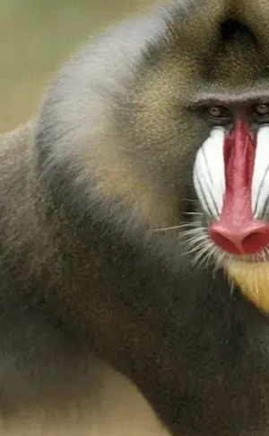 Mandrill baboon baboon baboon baboon baboon hamadryl baboon hamadryl baboon hamadryl baboon hamadryl baboon hamadryl baboon hamadryl baboon hamadryl baboon Anubis