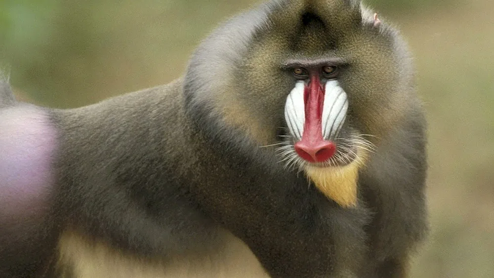 Mandrill baboon baboon baboon baboon baboon hamadryl baboon hamadryl baboon hamadryl baboon hamadryl baboon hamadryl baboon hamadryl baboon hamadryl baboon Anubis