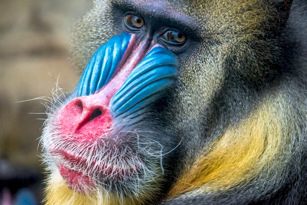 Monkey Mandrill