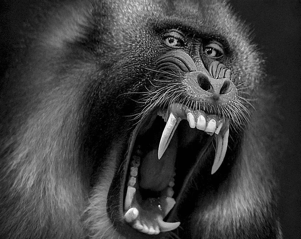 Pavian baboon.