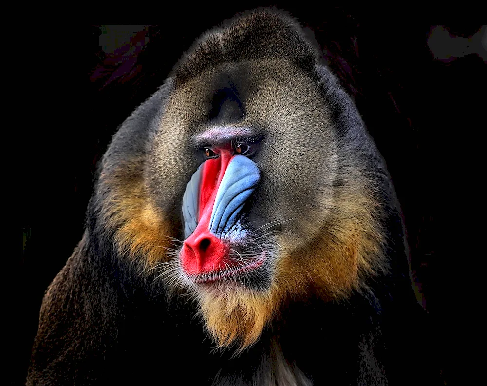 Pavian mandrill