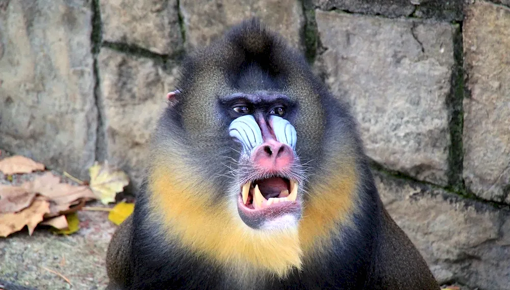 Pavian mandrill