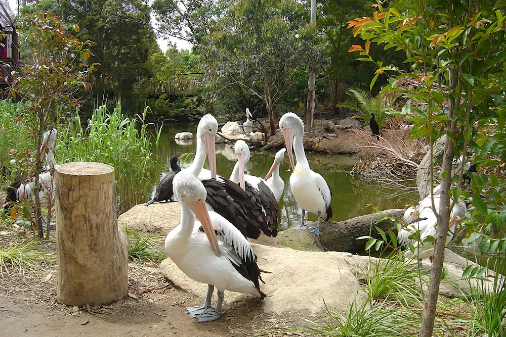 Ara parrot in the Zoo