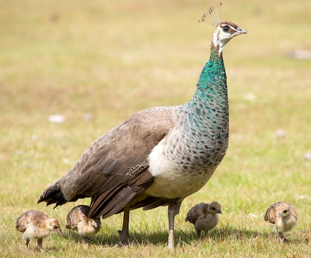 Peacock and Peacockfowl