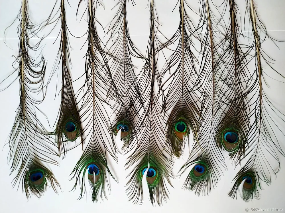 Peacock Petrinsky
