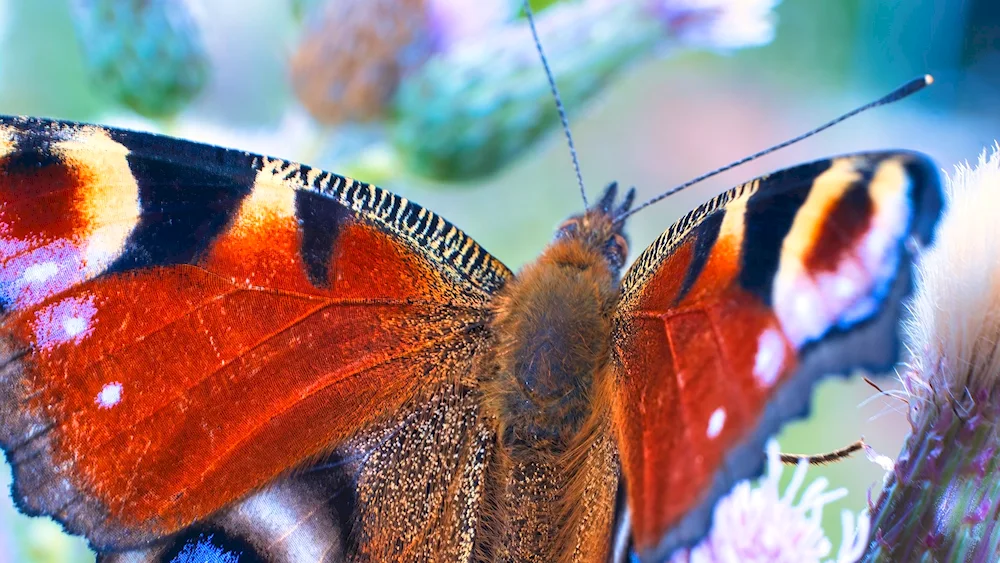 Lapels butterflies