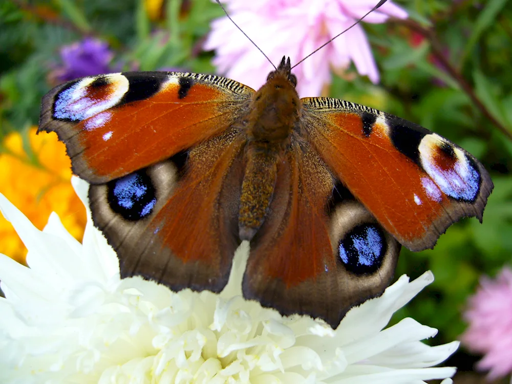 Saturnia peacock's eye butterfly