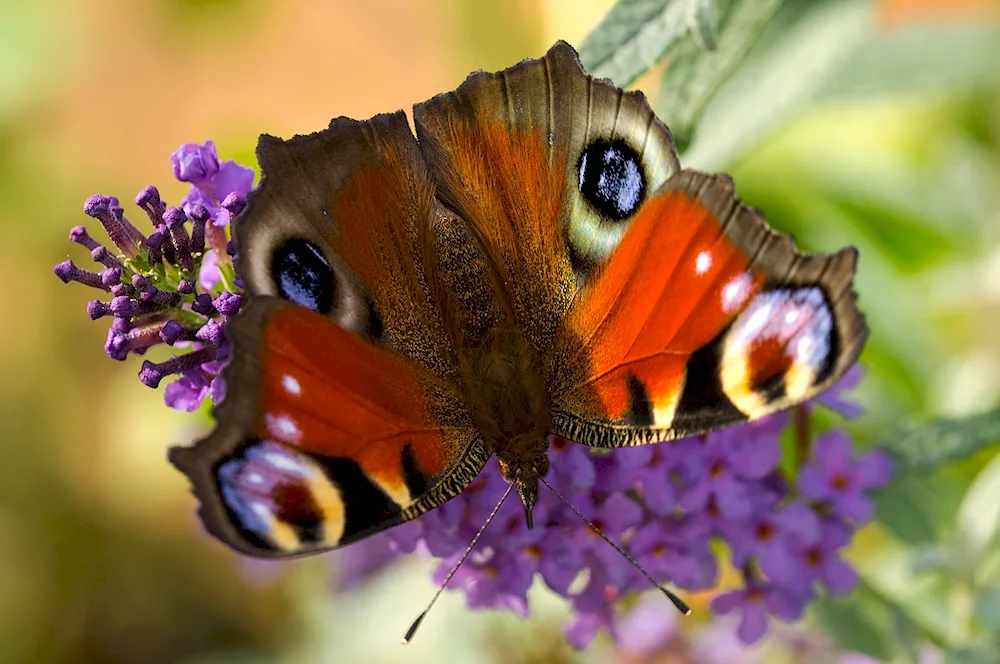 Butterfly peacock eye nectar