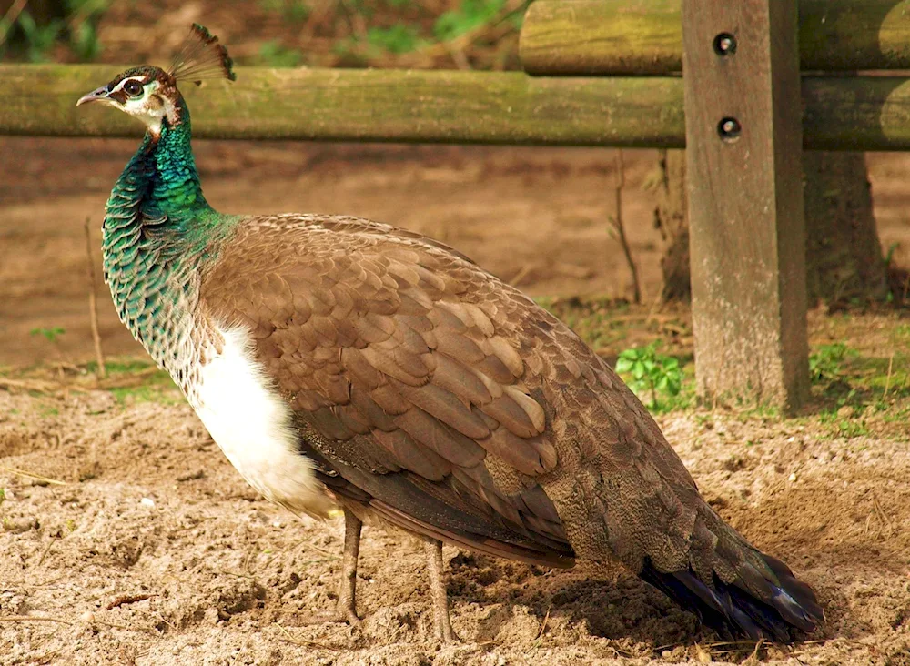 Peacock female