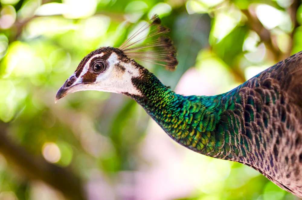 Peacock female