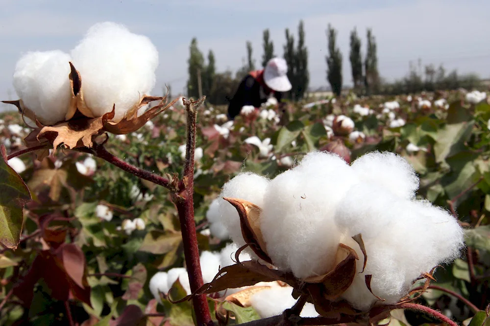 Cotton plant of Indochina