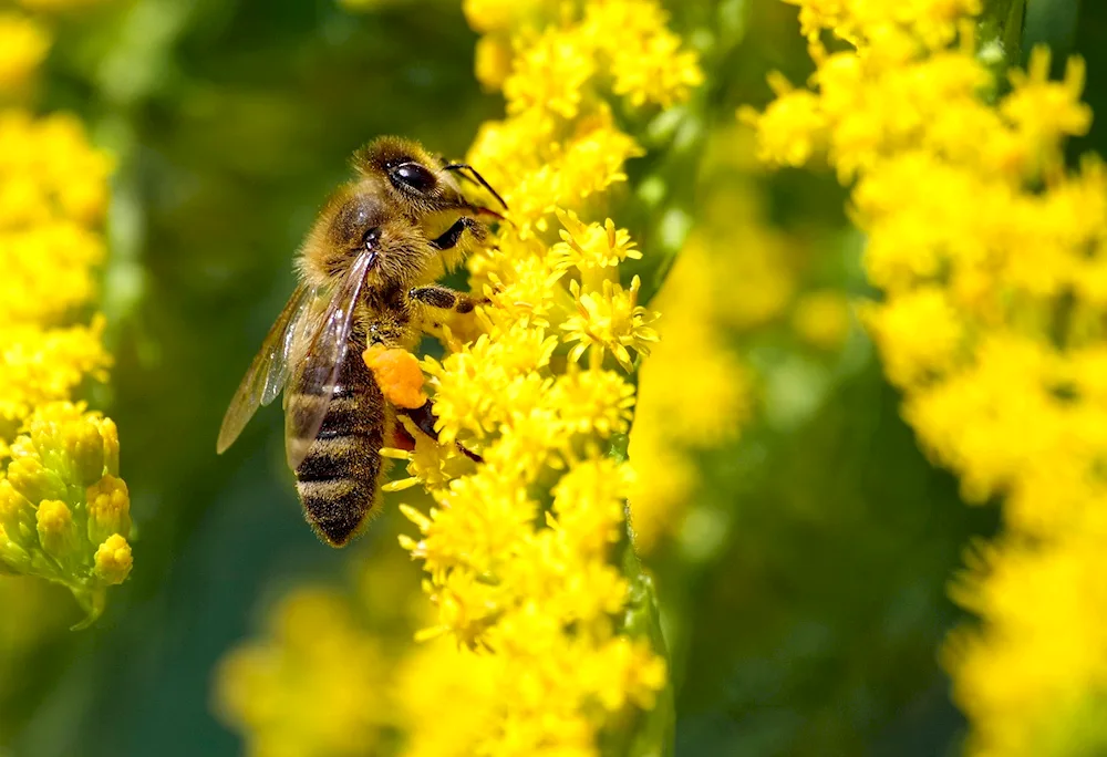 Open hive