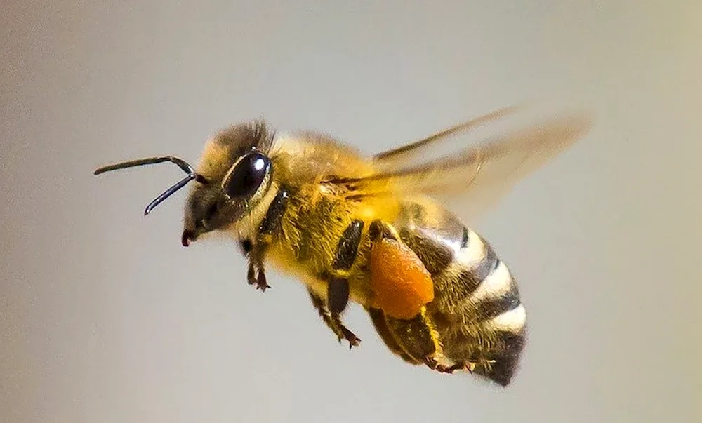 Honey bee