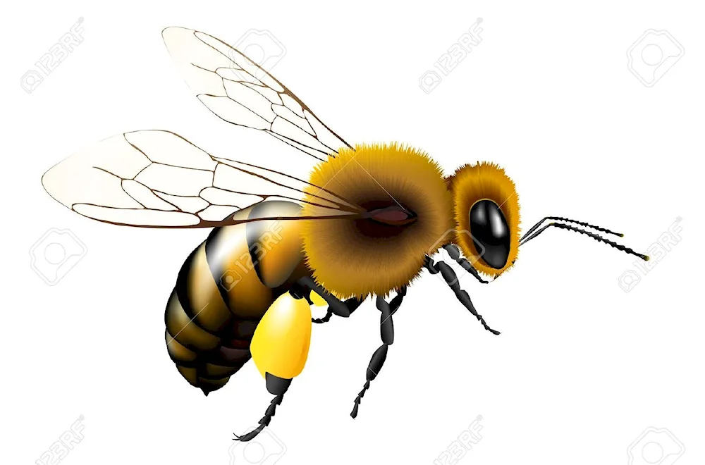 Beeee on white background