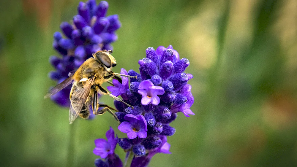 Flora of Portugal