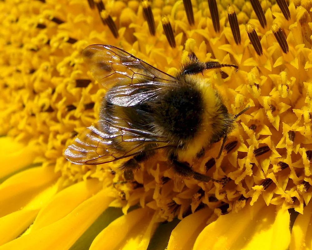 Sunflower bee