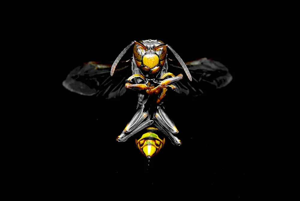 Vespa hornet