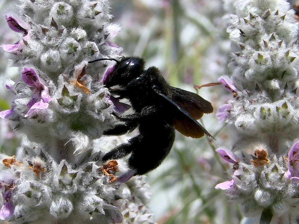 Asiatic hornet Vespa mandarinia -